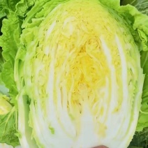 湖北钟祥精品黄心大白菜产地大量发货一手货源批发品质保证