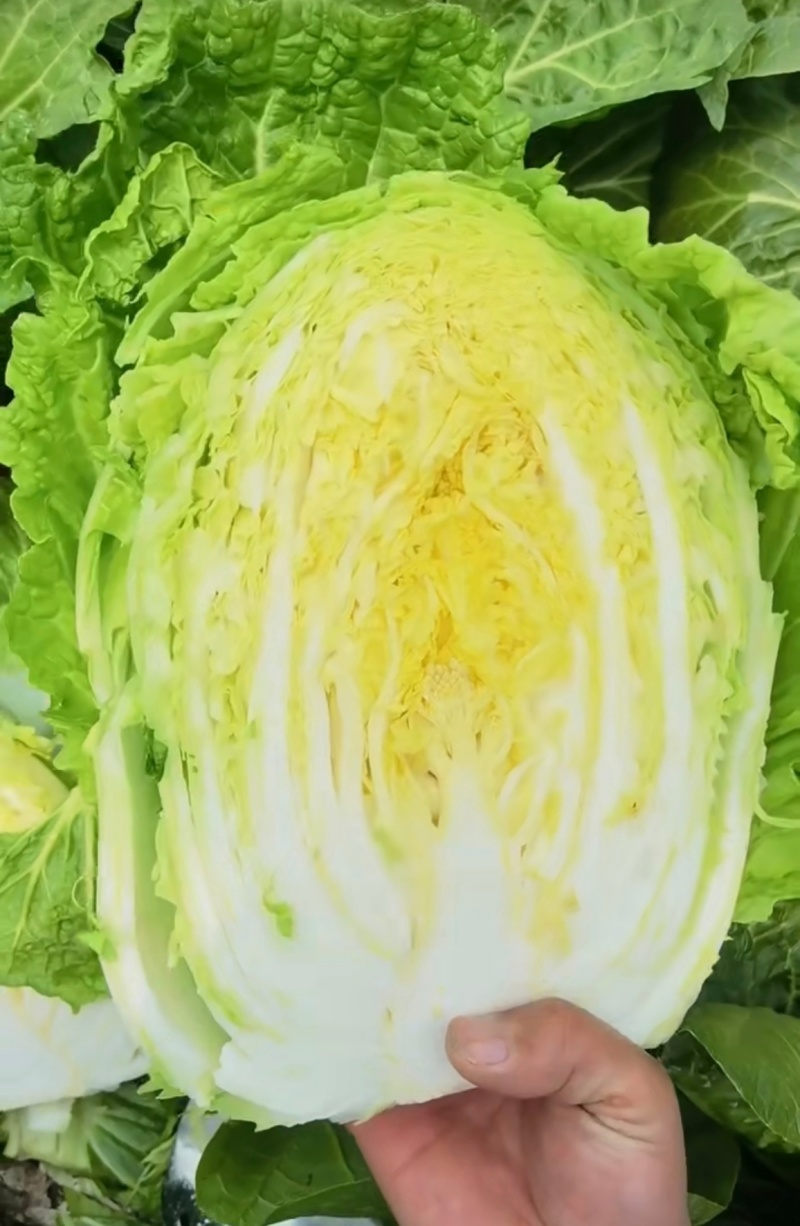 湖北钟祥精品黄心大白菜产地大量发货一手货源批发品质保证