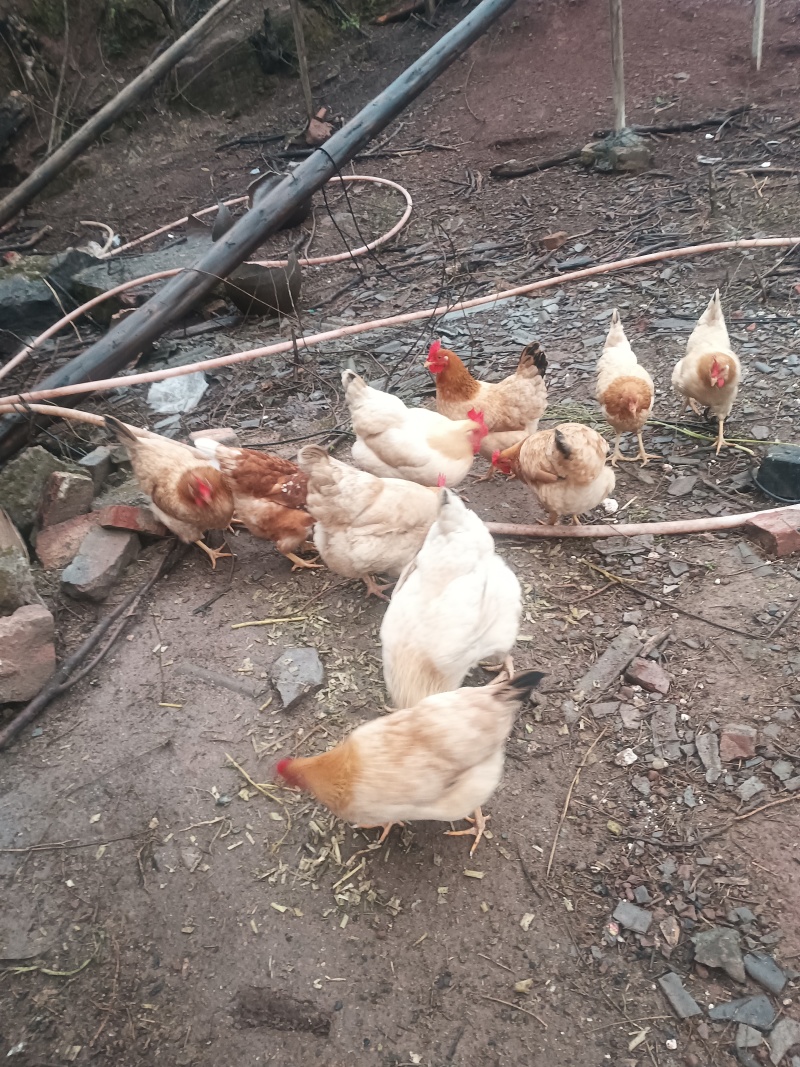 正宗衡阳土鸡