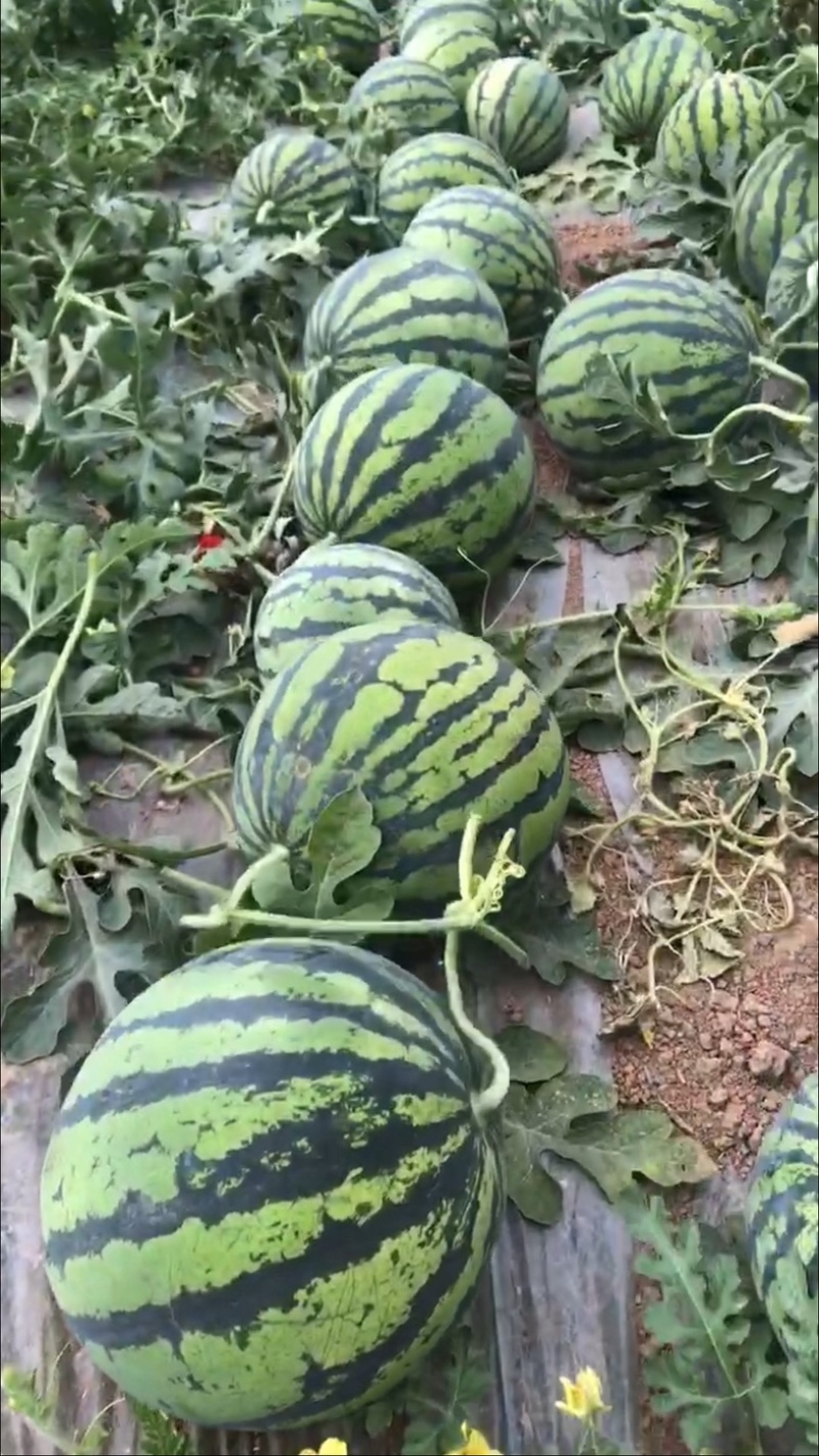 麒麟西瓜大量供应，质量保证，合作共赢
