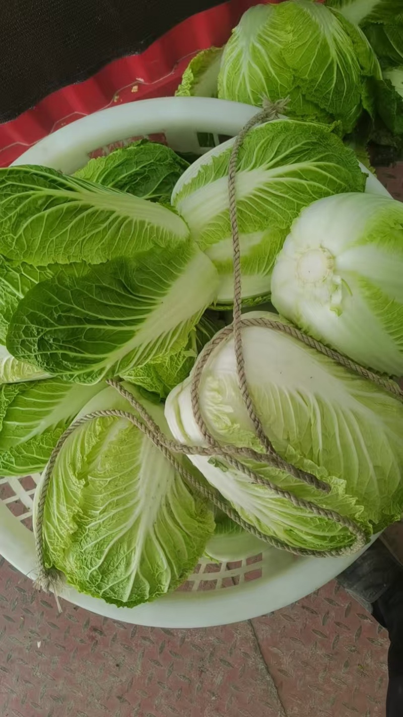 温岭似锦黄心大白菜精品净菜3.4.5.6包上车