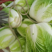 温岭似锦黄心大白菜精品净菜3.4.5.6包上车