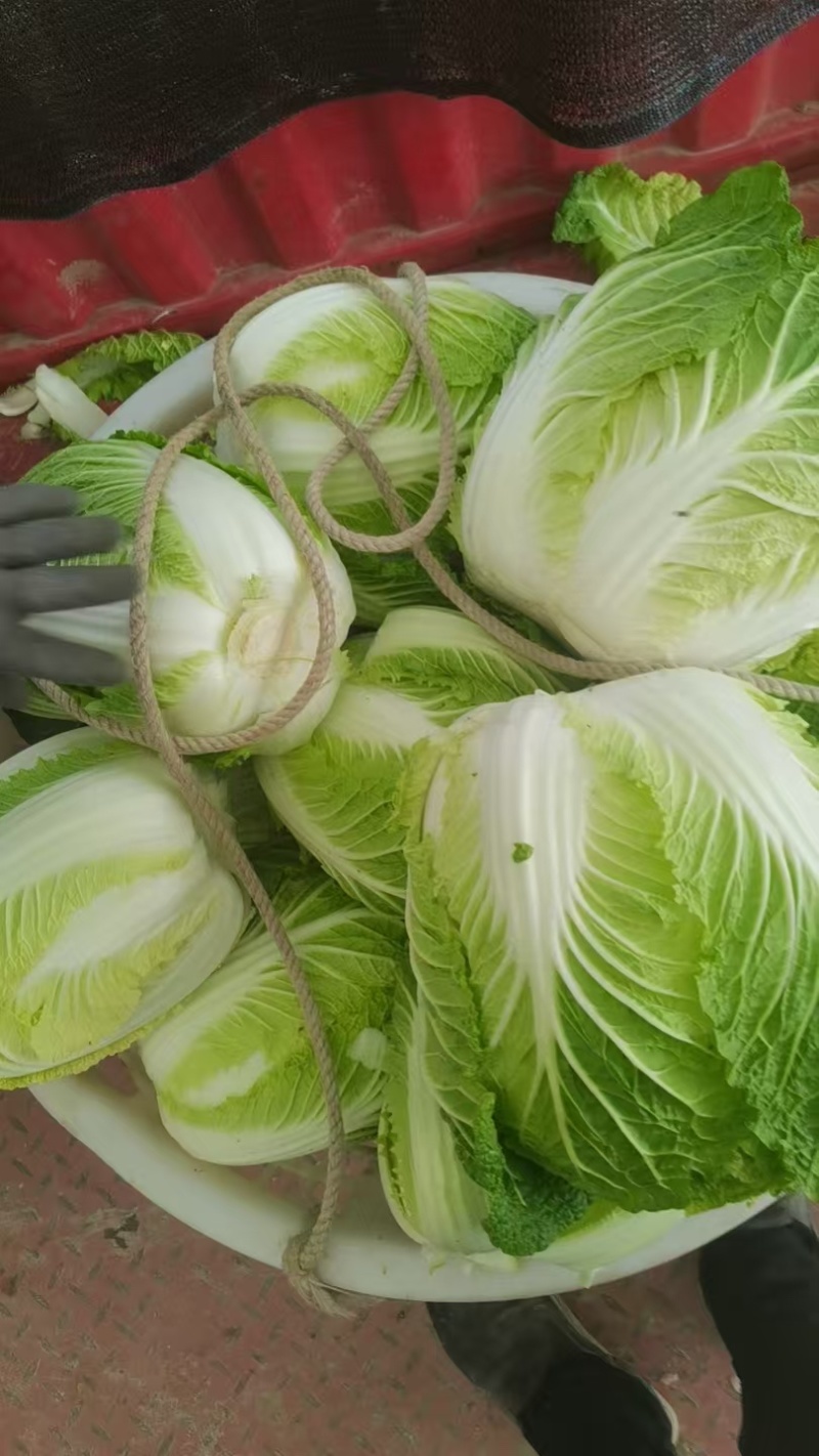 温岭似锦黄心大白菜精品净菜3.4.5.6包上车