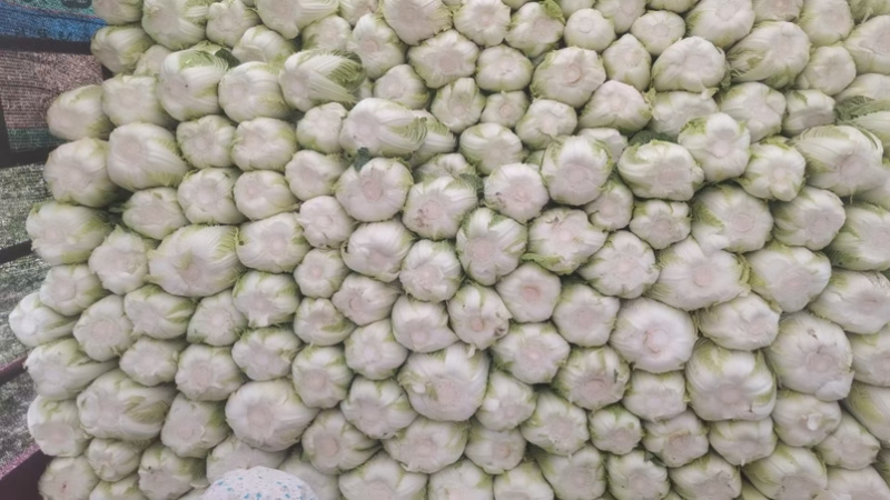 温岭似锦黄心大白菜精品净菜3.4.5.6包上车