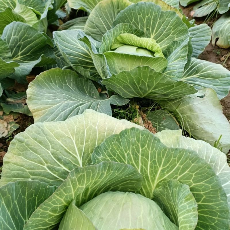 夏致甘蓝种子扁圆球型抗热抗病绿球甘蓝耐高温包头菜种子