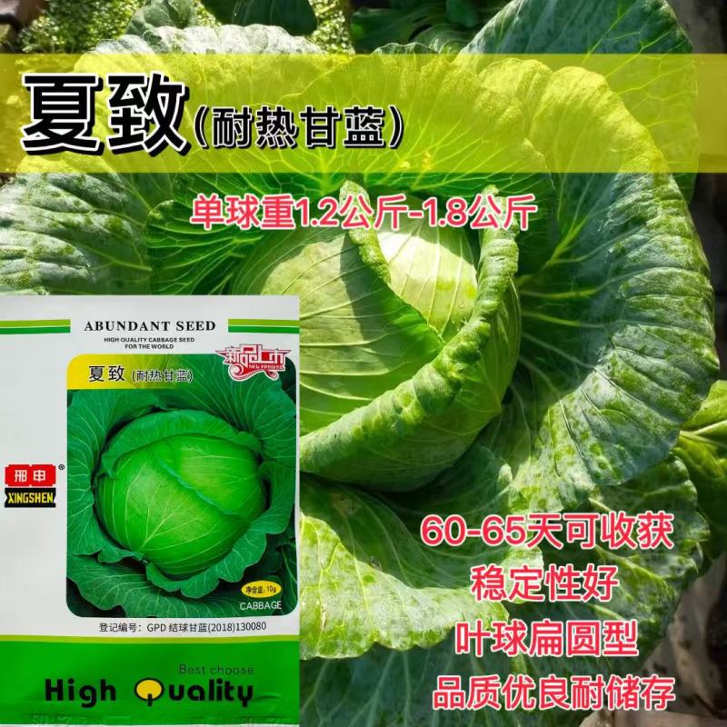 夏致甘蓝种子扁圆球型抗热抗病绿球甘蓝耐高温包头菜种子