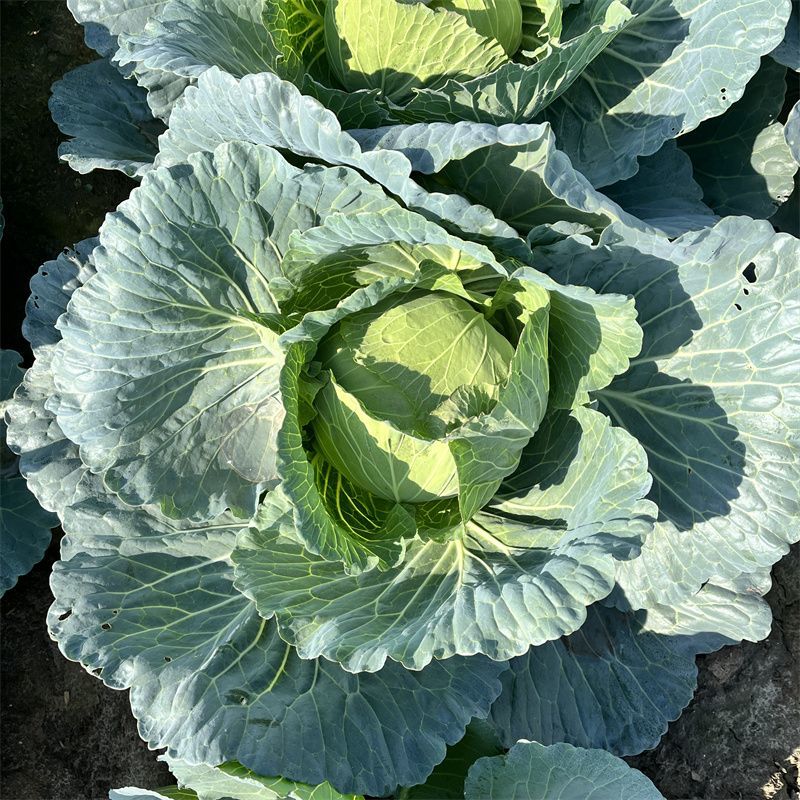 夏致甘蓝种子扁圆球型抗热抗病绿球甘蓝耐高温包头菜种子