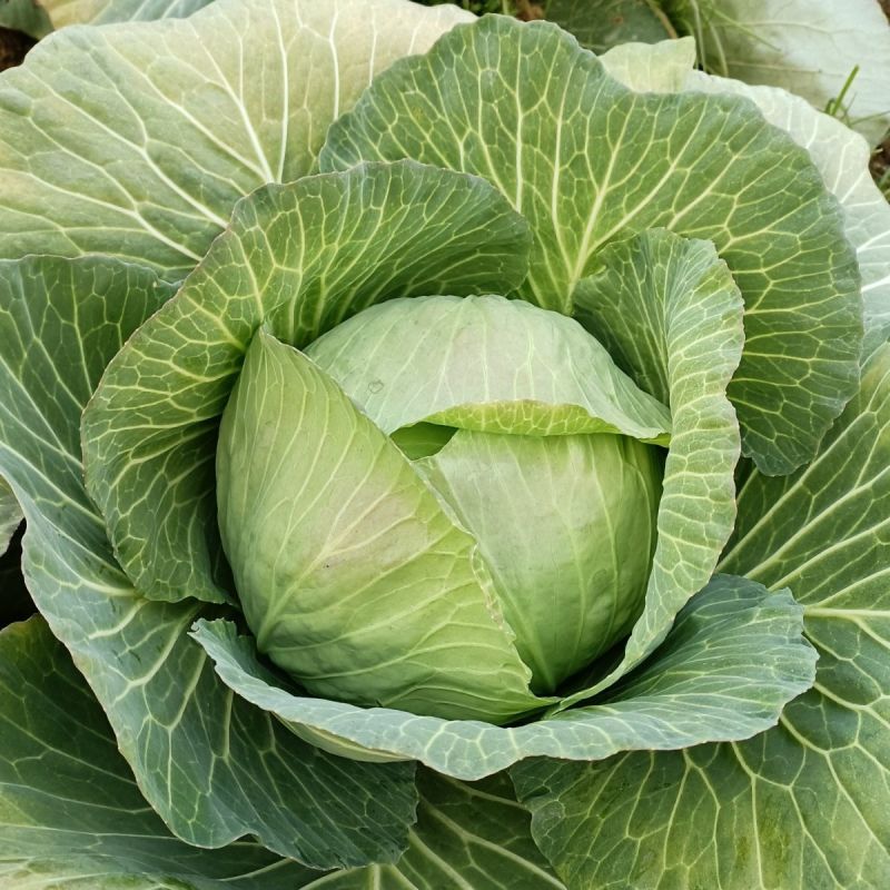 夏致甘蓝种子扁圆球型抗热抗病绿球甘蓝耐高温包头菜种子
