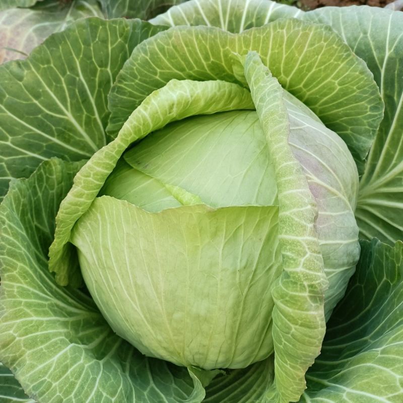 夏致甘蓝种子扁圆球型抗热抗病绿球甘蓝耐高温包头菜种子