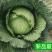 夏致甘蓝种子扁圆球型抗热抗病绿球甘蓝耐高温包头菜种子
