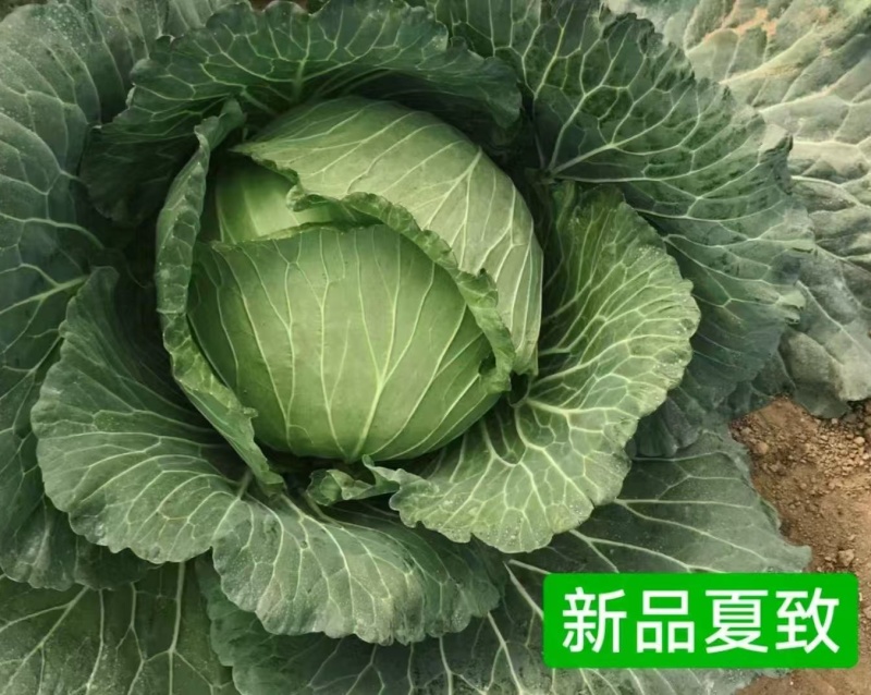 夏致甘蓝种子扁圆球型抗热抗病绿球甘蓝耐高温包头菜种子