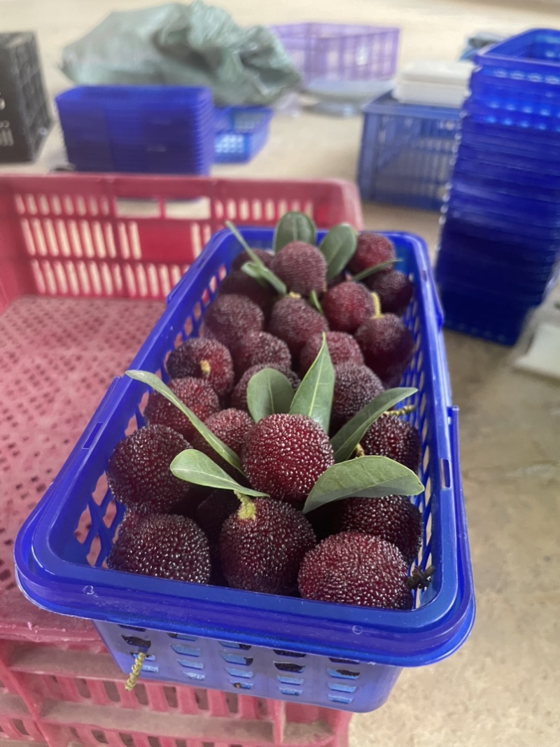 云南石屏杨梅供应代办冷库机器设备齐全