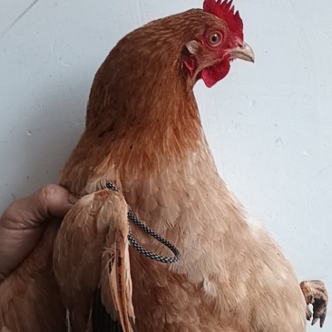 正宗衡阳土鸡