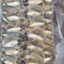 浙江东海老渔民自晒墨鱼干淡干无盐煲汤炒菜鲜甜不腥