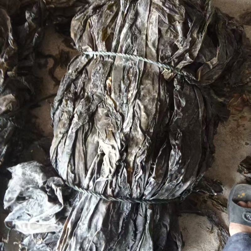 代客收购海带海边视频看货只收打包费和跑腿费