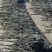 代客收购海带海边视频看货只收打包费和跑腿费