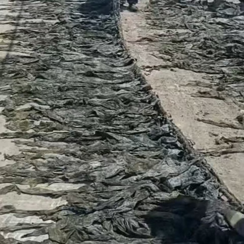 代客收购海带海边视频看货只收打包费和跑腿费