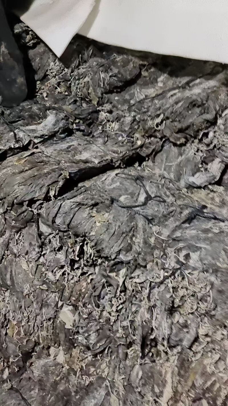 代客收购海带海边视频看货只收打包费和跑腿费
