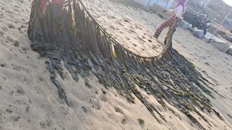 代客收购海带海边视频看货只收打包费和跑腿费