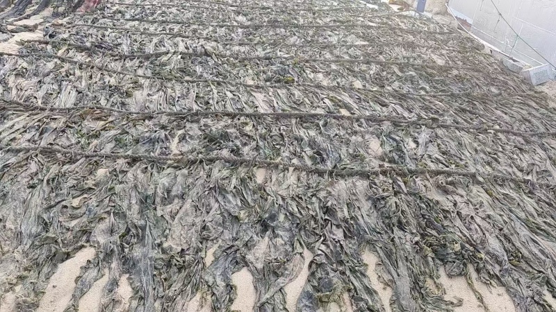 代客收购海带海边视频看货只收打包费和跑腿费