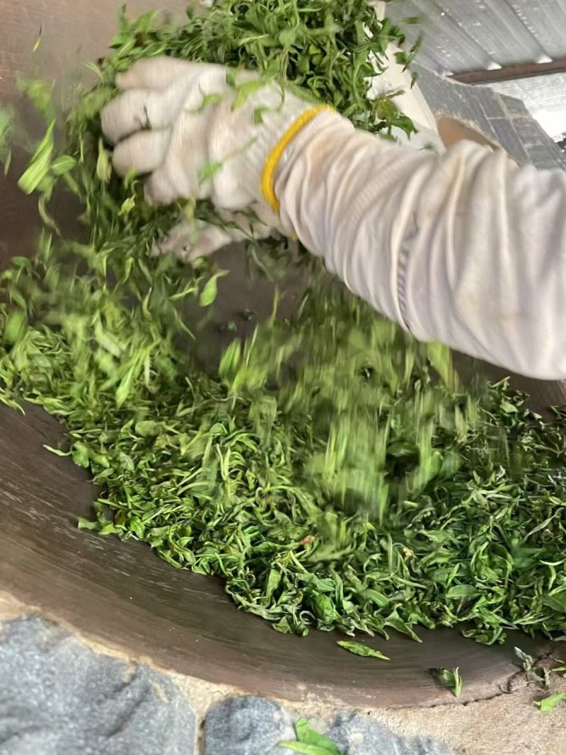 云南临沧古树茶