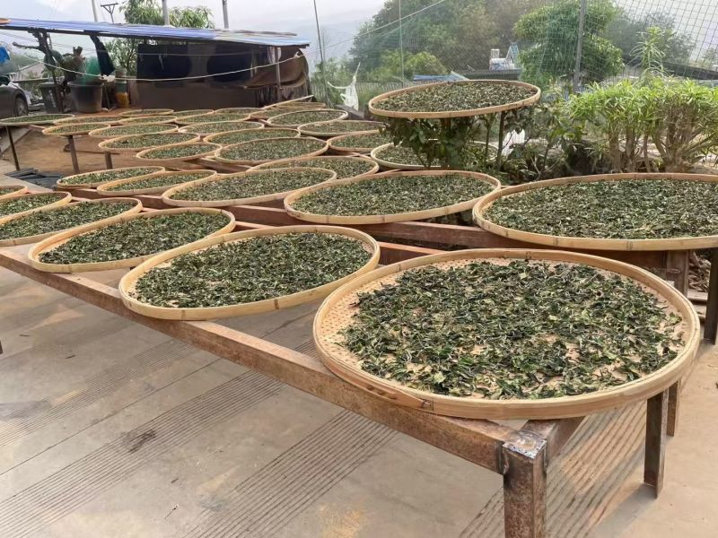 云南临沧古树茶