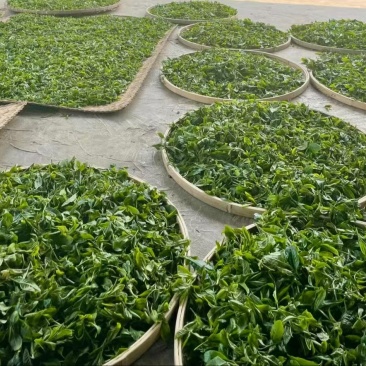 云南临沧古树茶