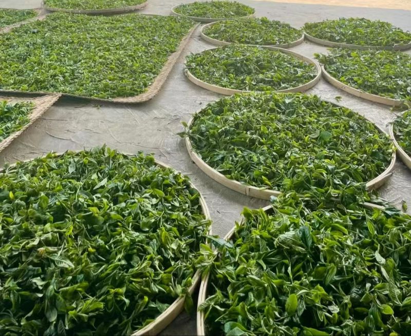 云南临沧古树茶