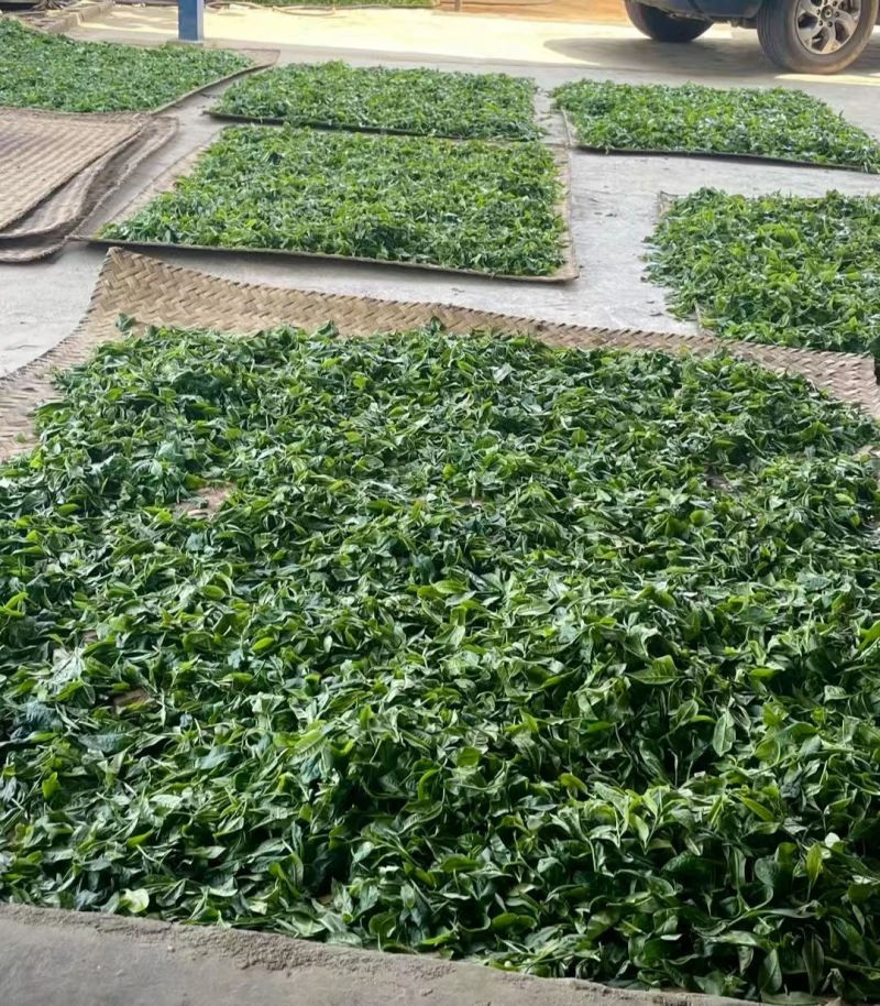 云南临沧古树茶