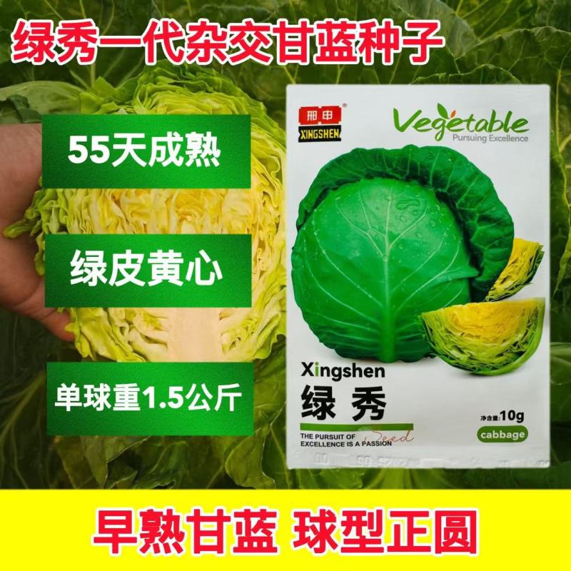 绿秀甘蓝种子中早熟松软黄心包菜种子球形正圆色泽深绿有光泽