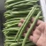 四季豆湖北长阳精品高山四季豆量大质优