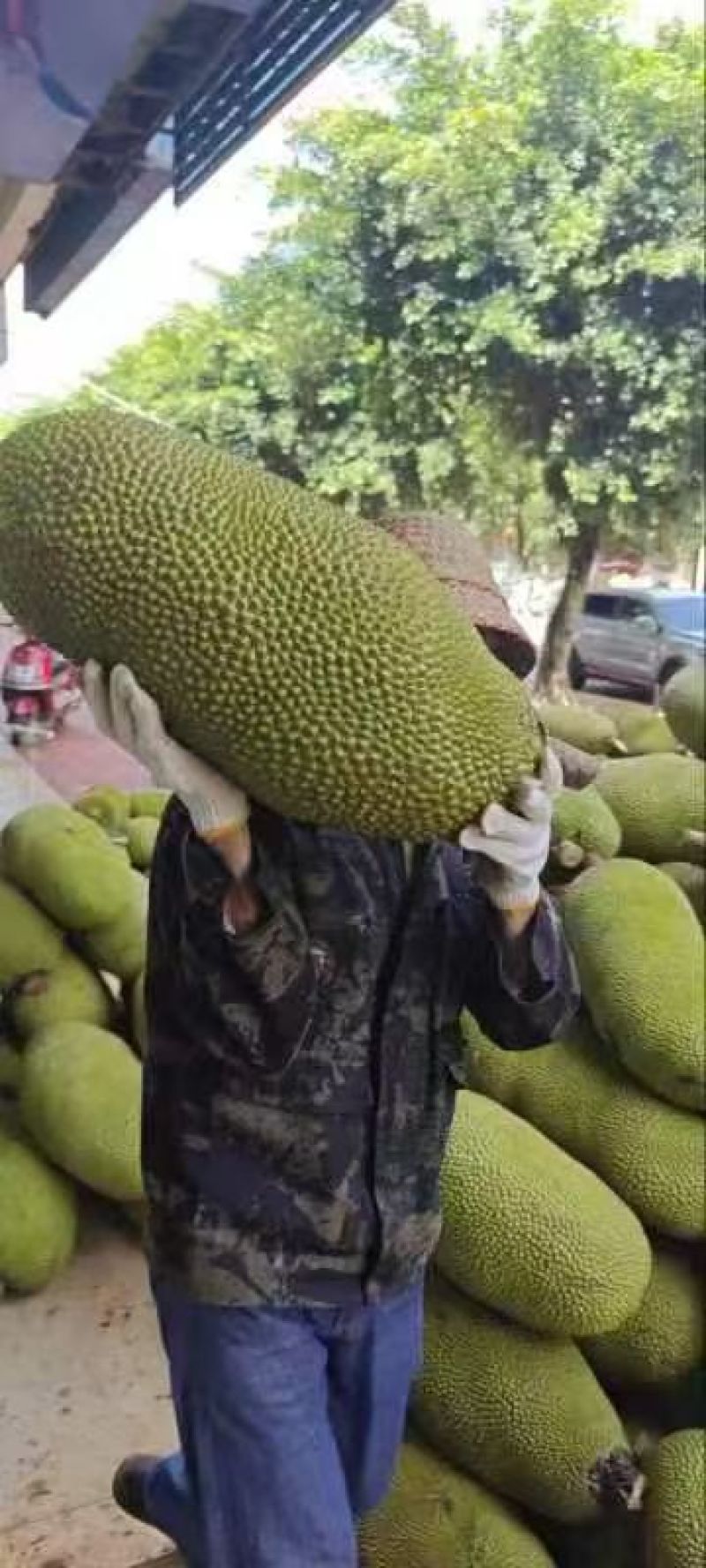 海南菠萝蜜