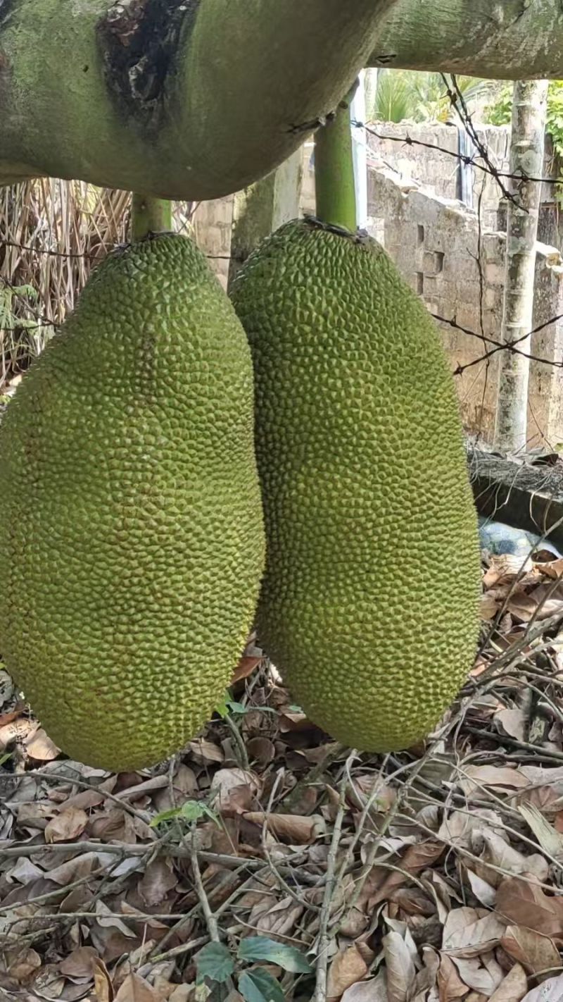 海南菠萝蜜