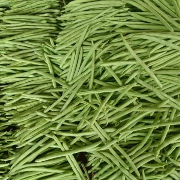 四季豆湖北长阳精品高山四季豆量大质优