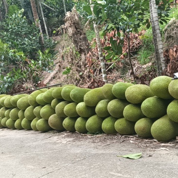 海南热带水果