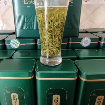 信阳毛尖，2026新茶上市