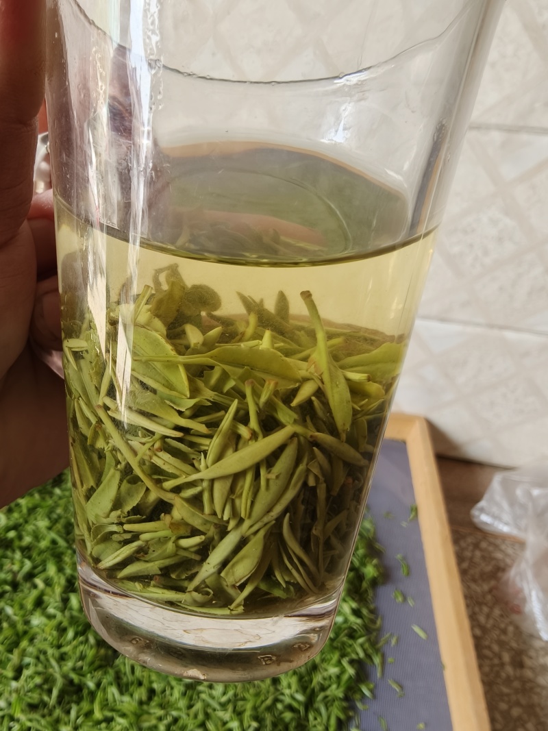 信阳毛尖，2026新茶上市