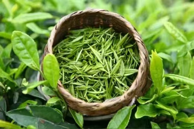 湖北保康高山绿茶