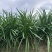 傲雪寒青韭王韭菜种子高产耐寒不休眠大宽叶白根韭菜种籽春秋