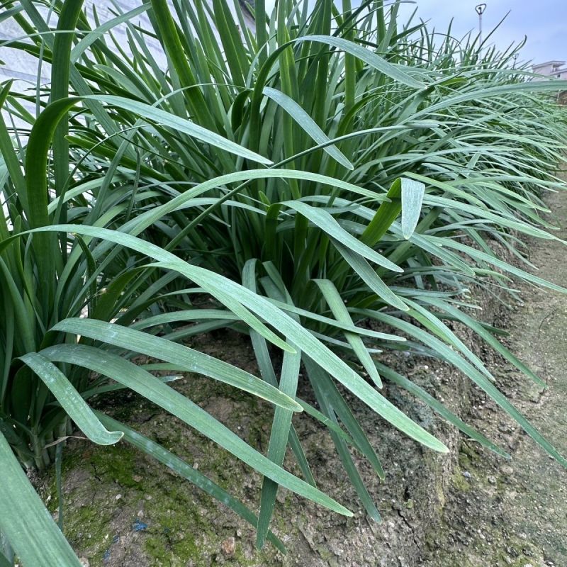 傲雪寒青韭王韭菜种子高产耐寒不休眠大宽叶白根韭菜种籽春秋