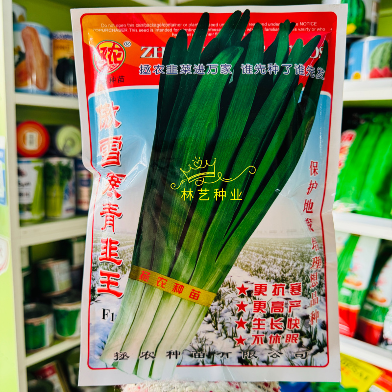 傲雪寒青韭王韭菜种子高产耐寒不休眠大宽叶白根韭菜种籽春秋