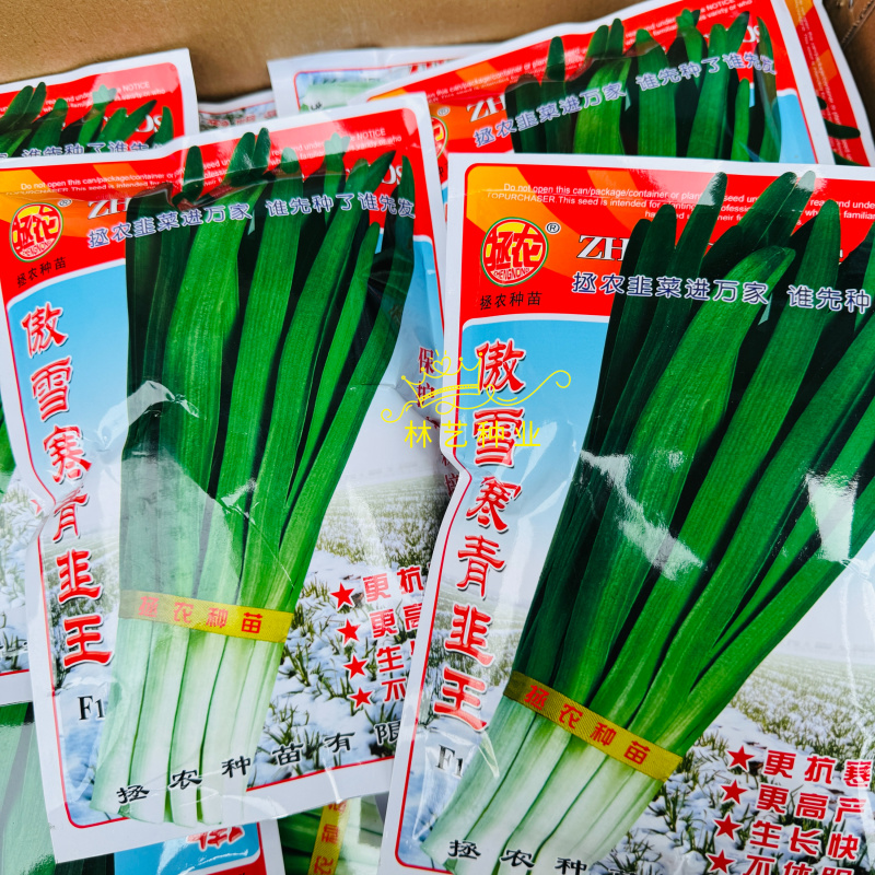 傲雪寒青韭王韭菜种子高产耐寒不休眠大宽叶白根韭菜种籽春秋