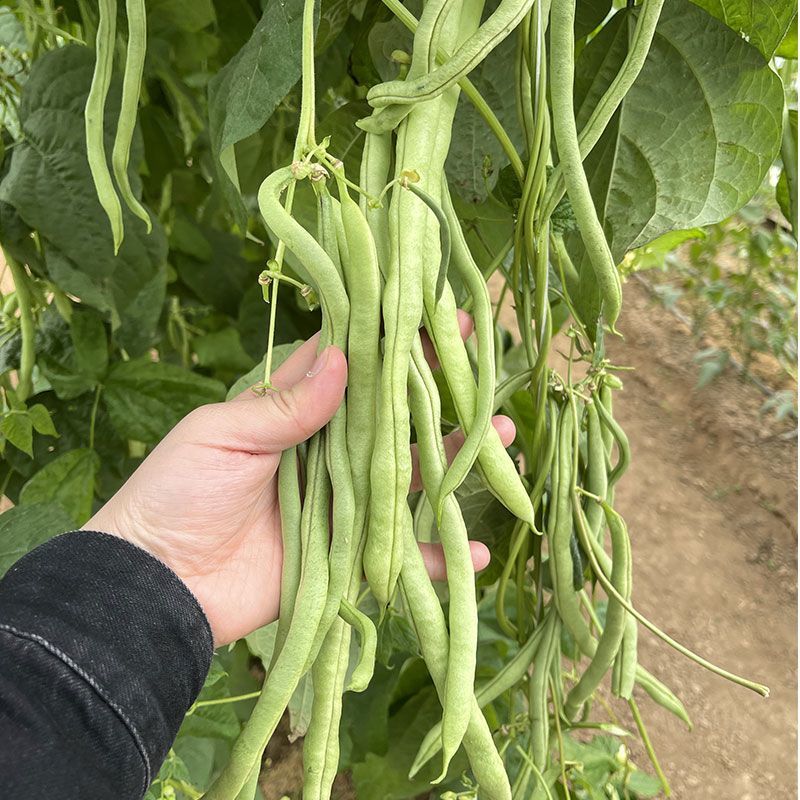 翡翠超嫩架豆种子早熟高产四季可播蔬菜种籽