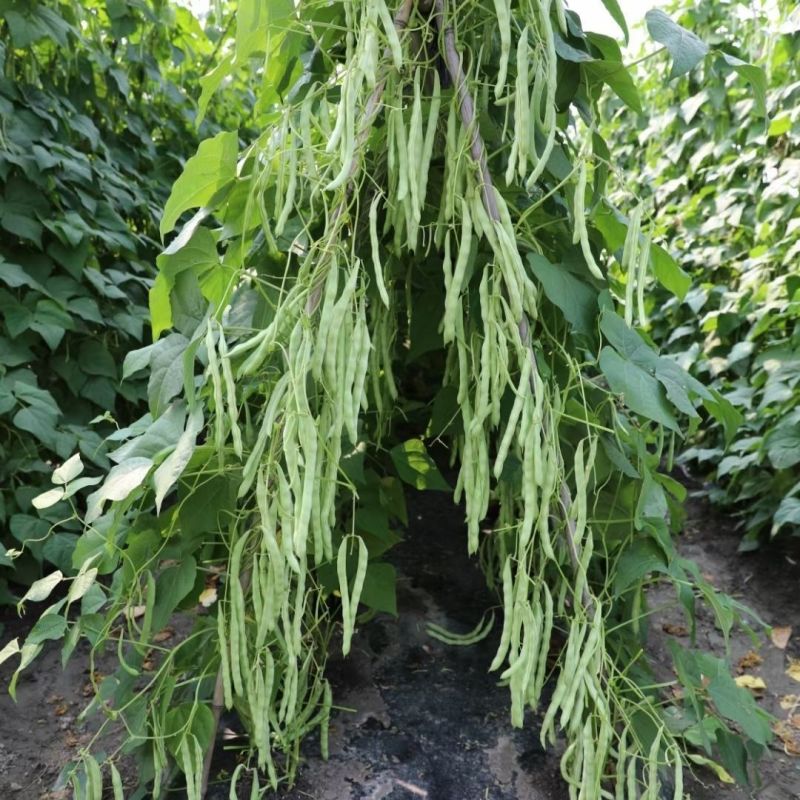 翡翠超嫩架豆种子早熟高产四季可播蔬菜种籽