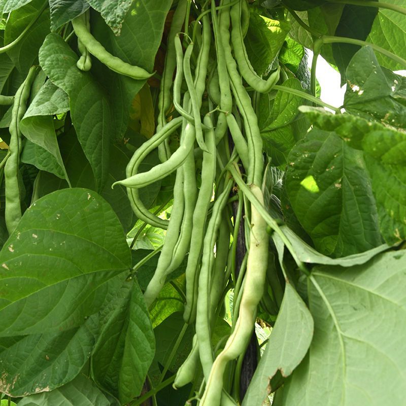 翡翠超嫩架豆种子早熟高产四季可播蔬菜种籽