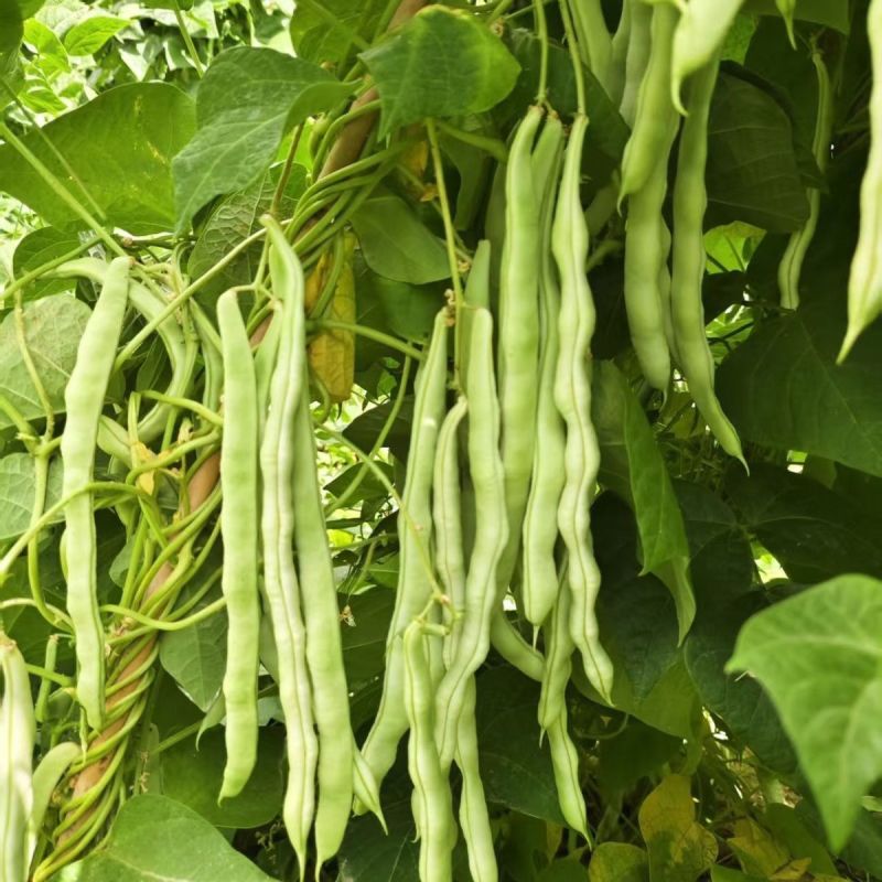 翡翠超嫩架豆种子早熟高产四季可播蔬菜种籽