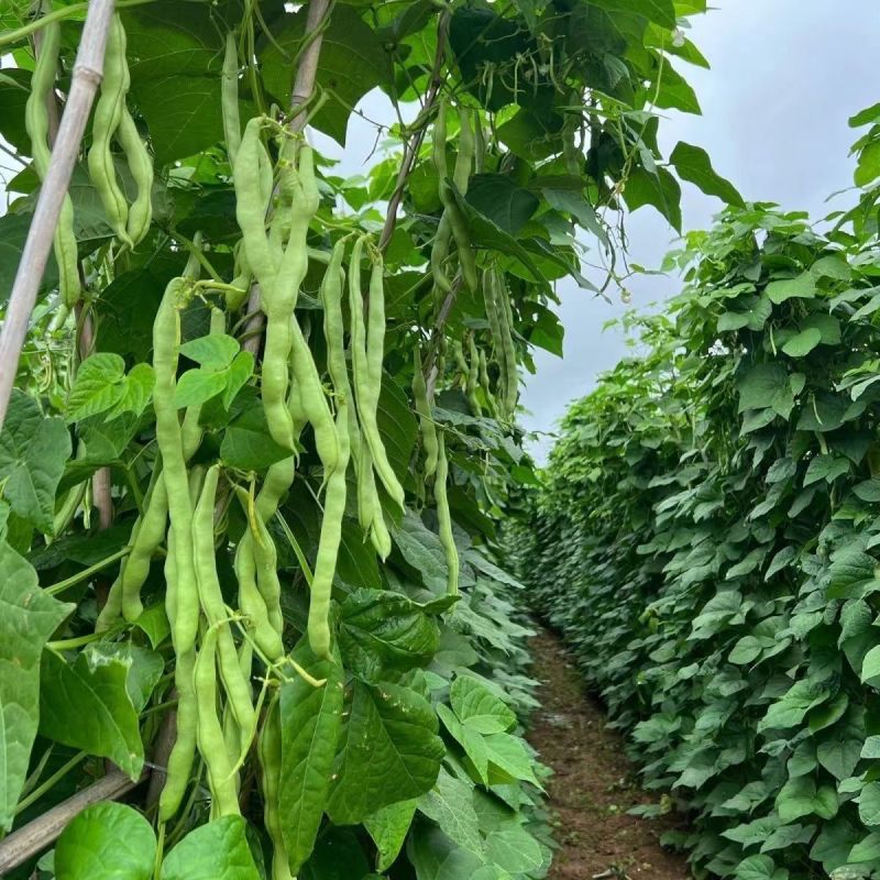 翡翠超嫩架豆种子早熟高产四季可播蔬菜种籽