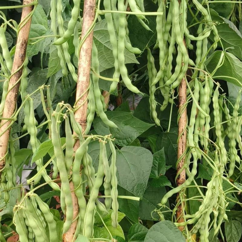 翡翠超嫩架豆种子早熟高产四季可播蔬菜种籽