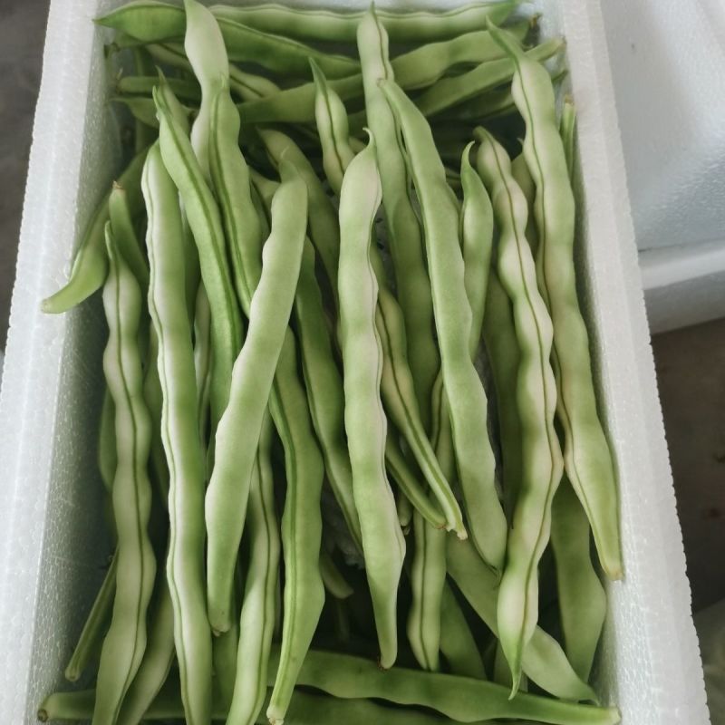 台研嫩如玉架豆种子白绿鲜嫩长荚高产抗病商品性佳