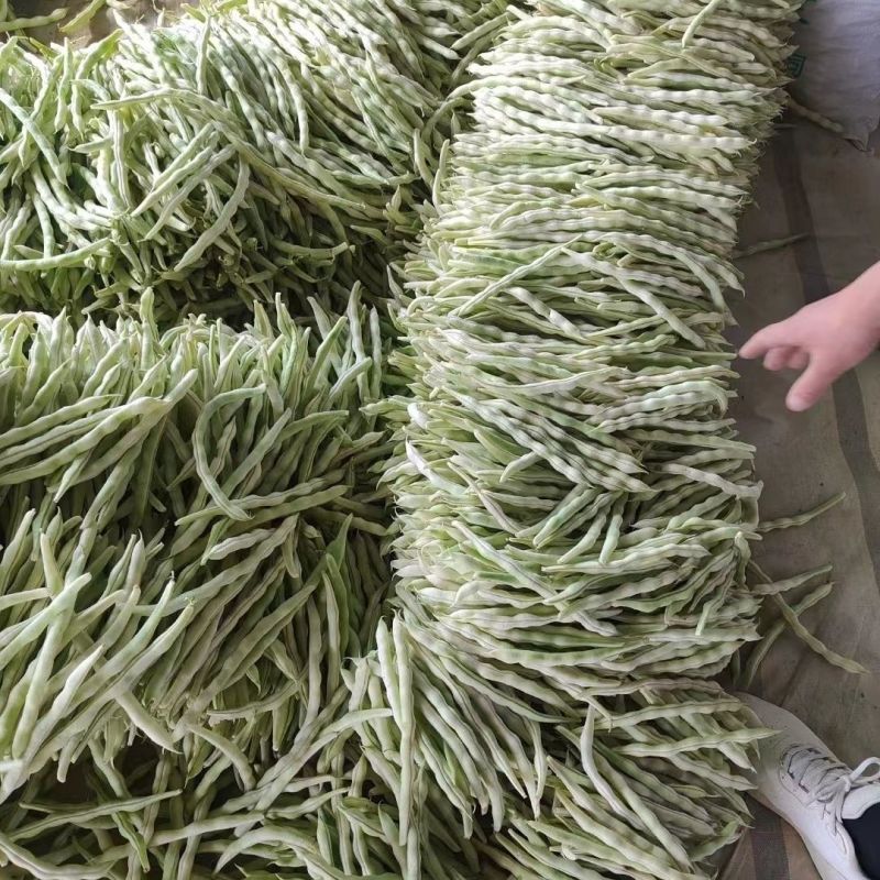 台研嫩如玉架豆种子白绿鲜嫩长荚高产抗病商品性佳
